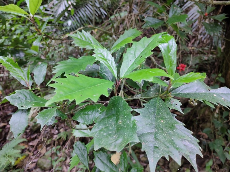Aucuba obcordata photo 5