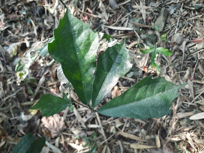 Aucuba obcordata photo 8