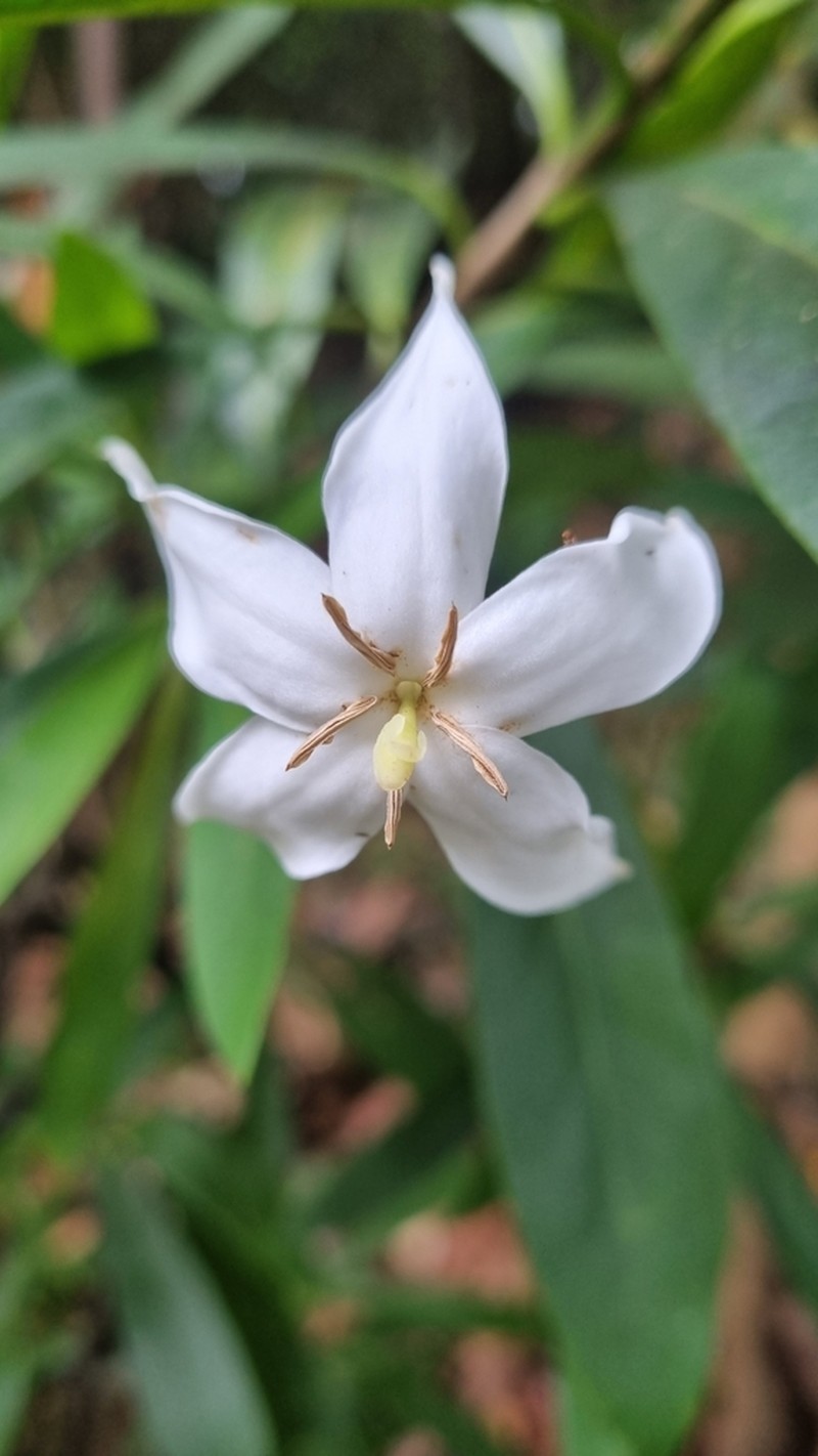 Augusta austrocaledonica