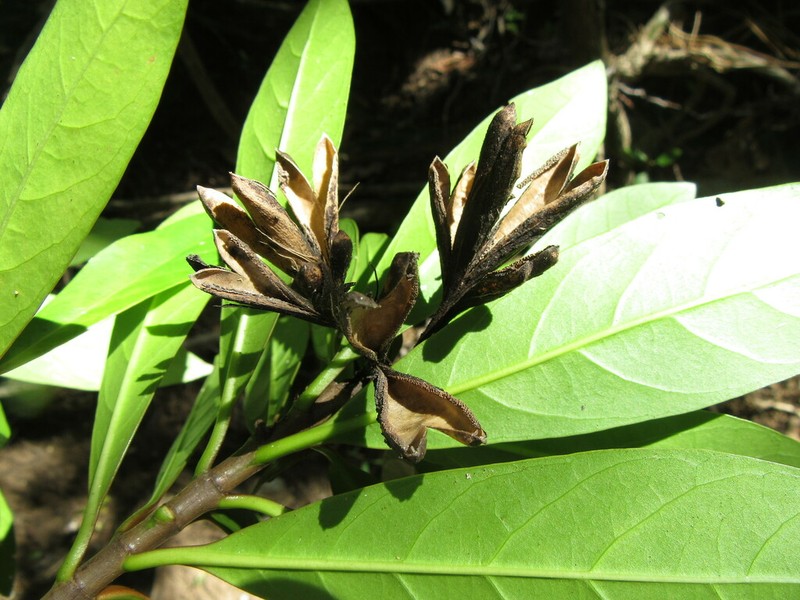 Augusta austrocaledonica photo 3