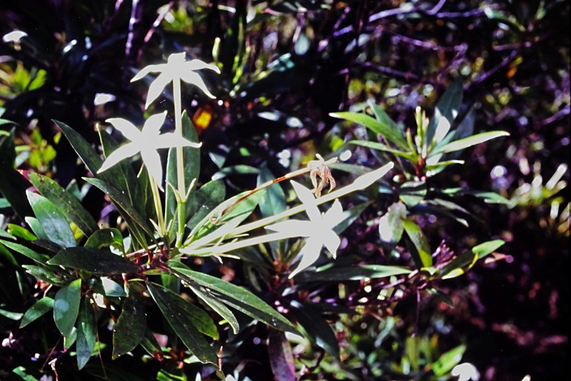 Augusta austrocaledonica photo 4