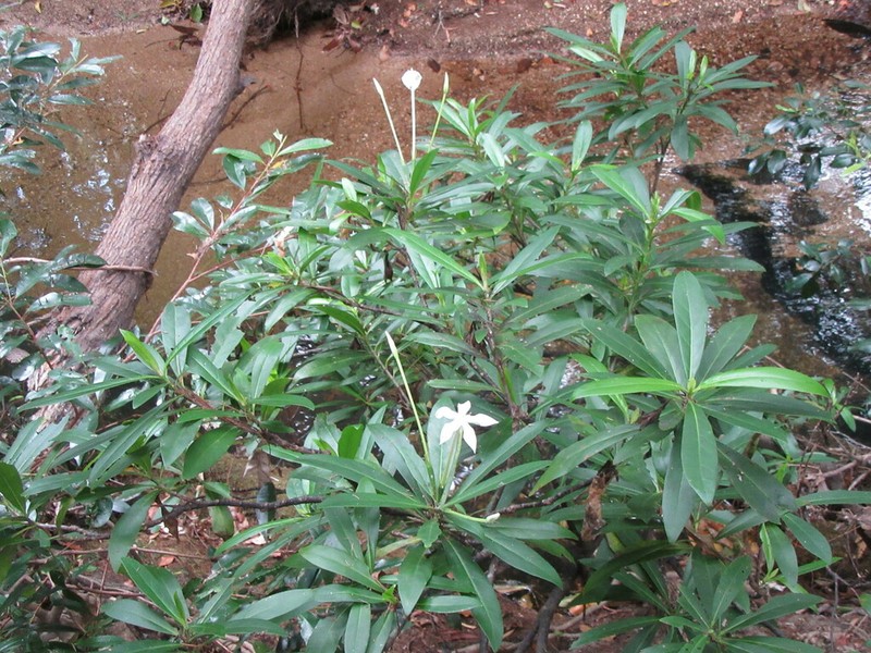 Augusta austrocaledonica photo 6