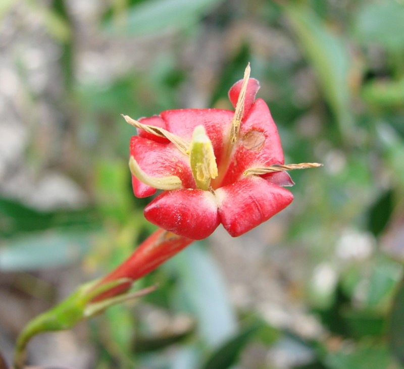 Augusta longifolia