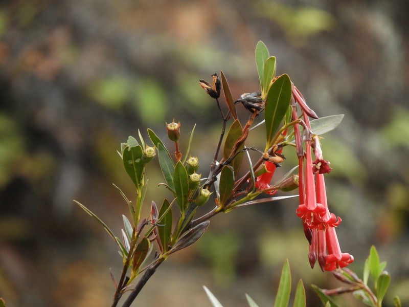 Augusta longifolia photo 2