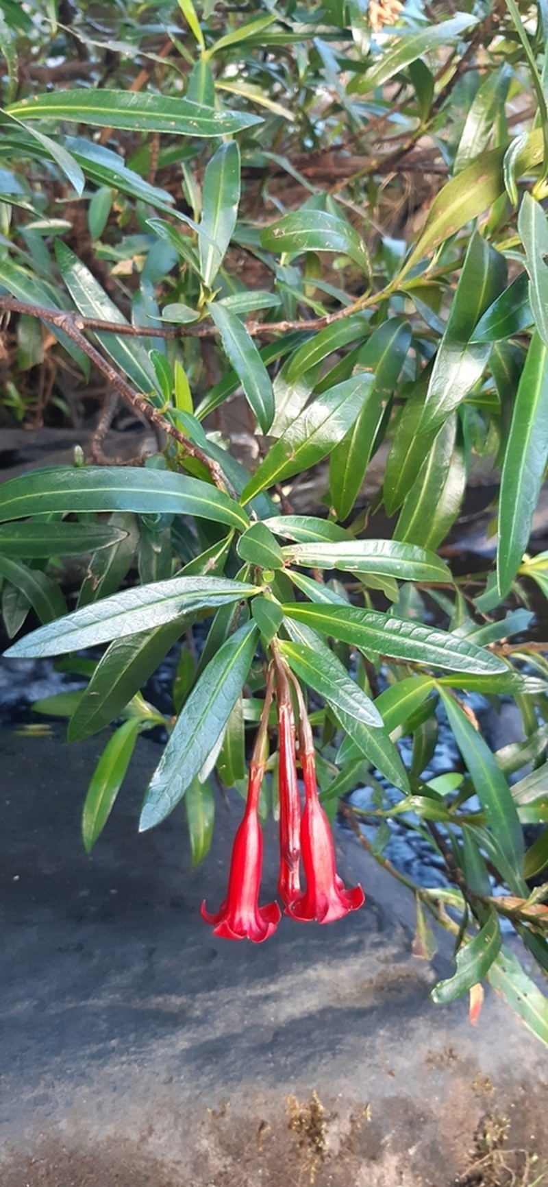 Augusta longifolia photo 3