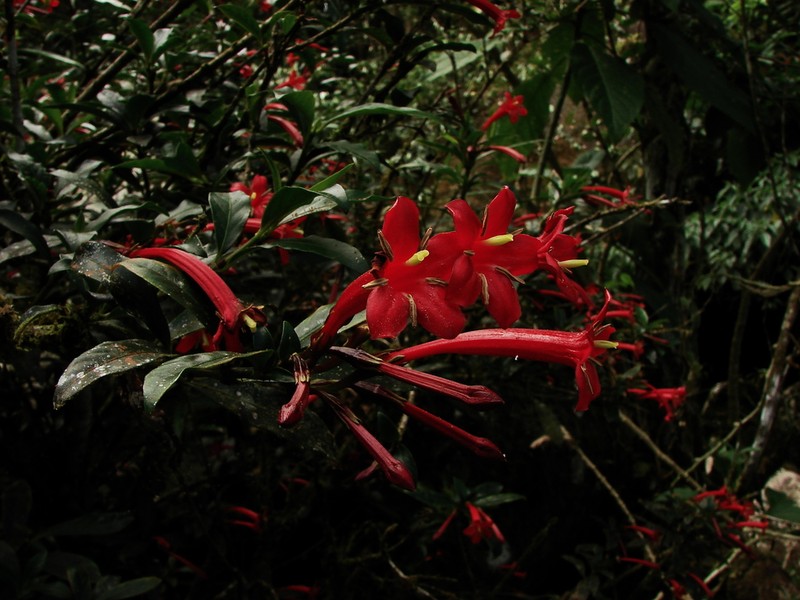 Augusta longifolia photo 5