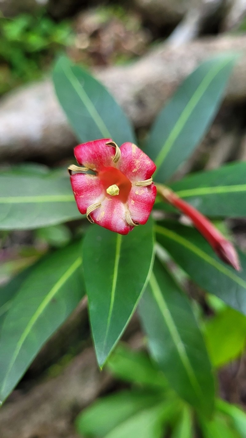 Augusta longifolia photo 6