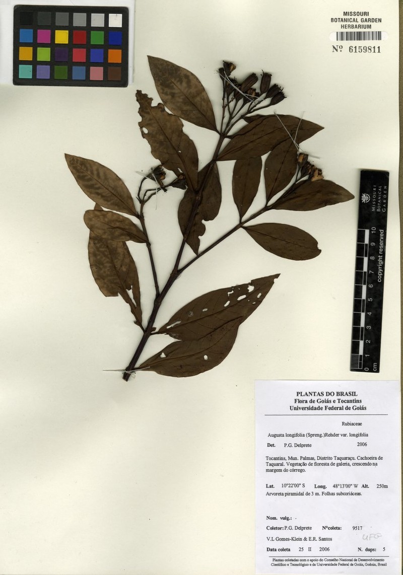 Augusta longifolia var. longifolia