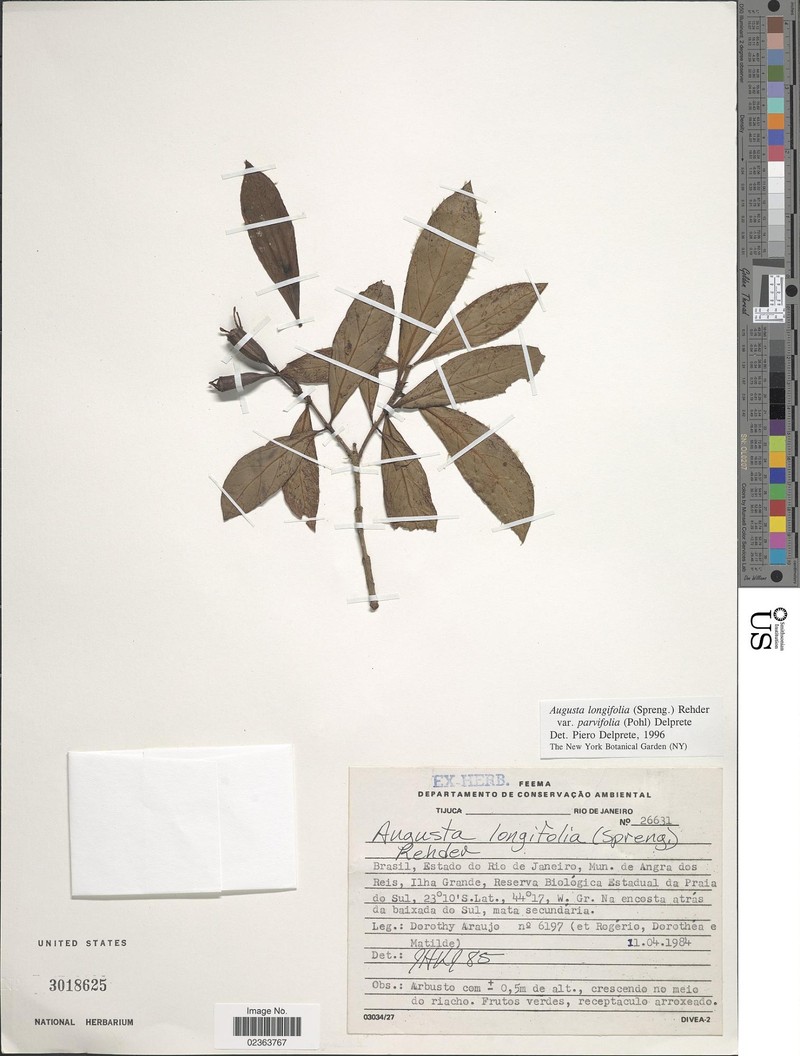 Augusta longifolia var. parvifolia