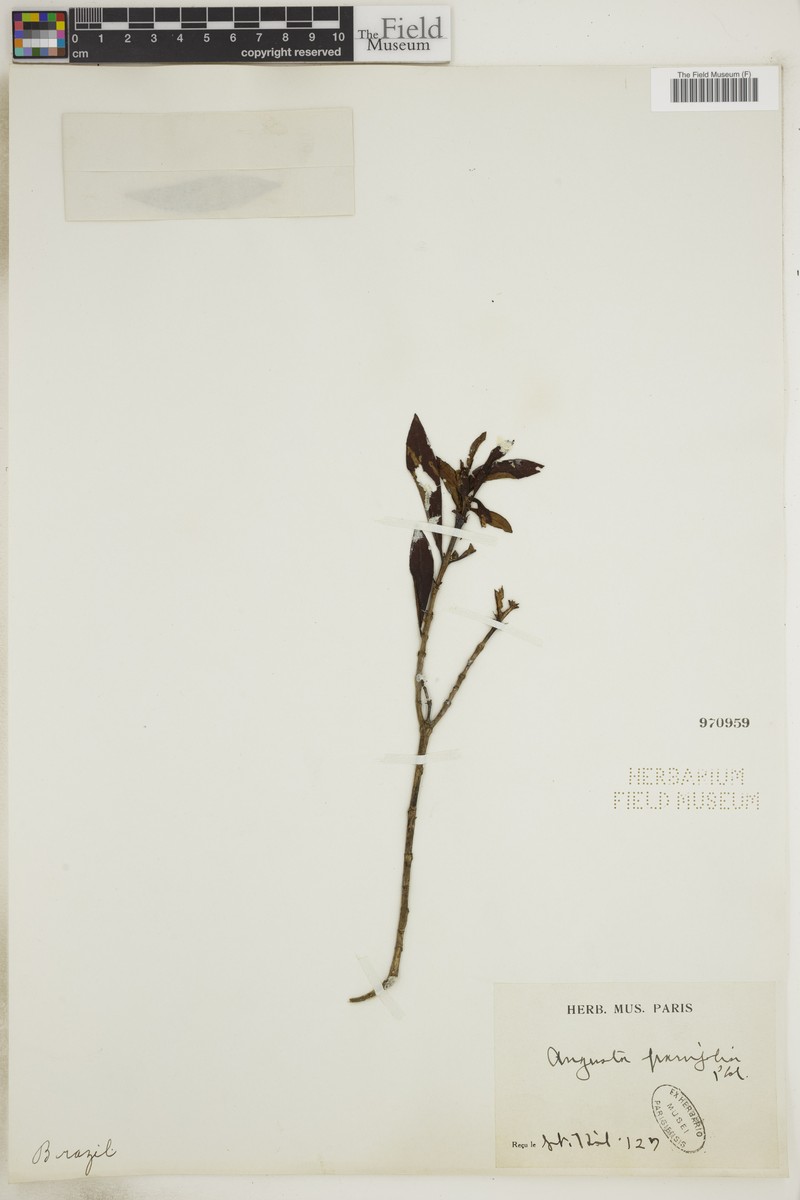 Augusta longifolia var. parvifolia photo 2