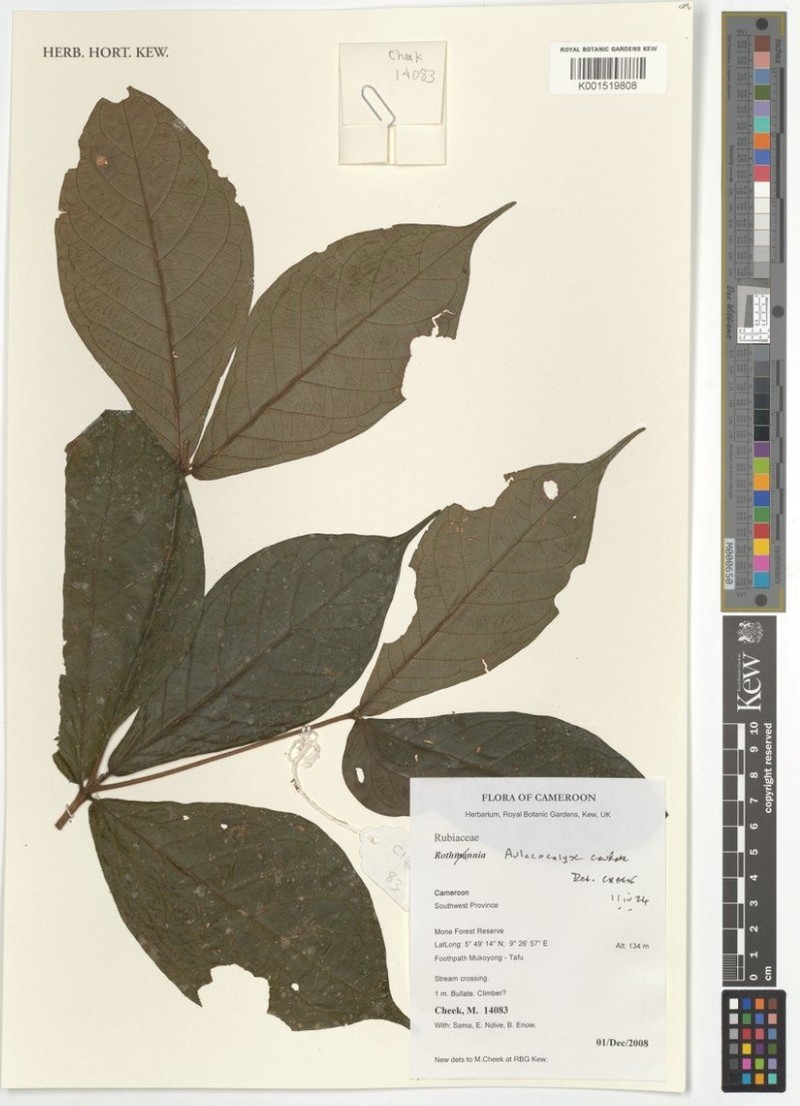 Aulacocalyx caudata