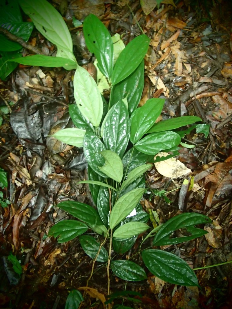 Aulacocalyx caudata photo 2