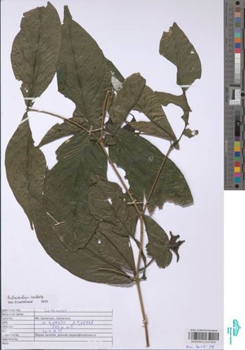 Aulacocalyx caudata photo 3