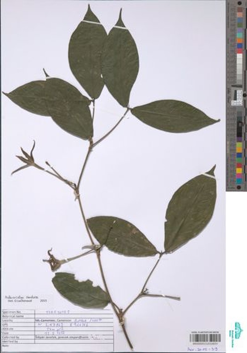 Aulacocalyx caudata photo 4