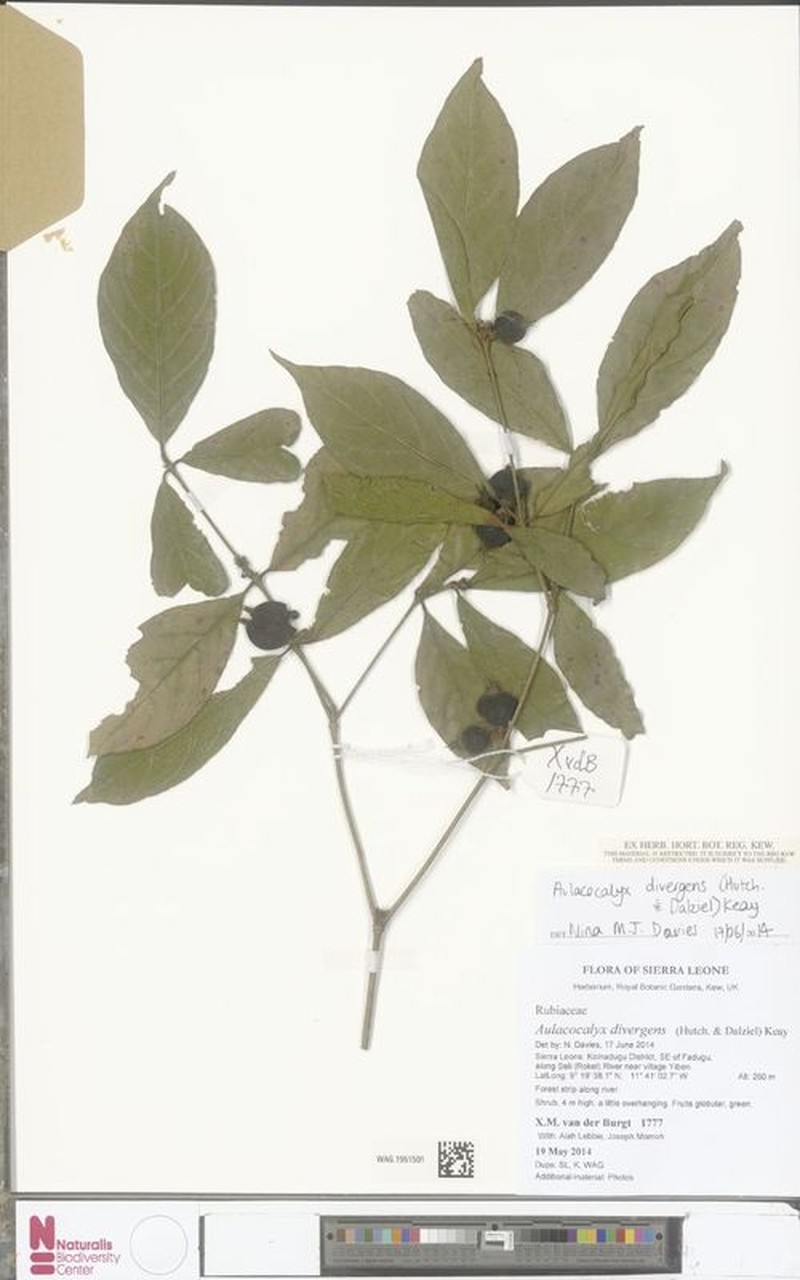 Aulacocalyx divergens