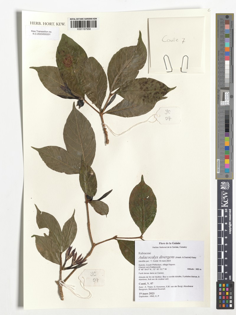Aulacocalyx divergens photo 2