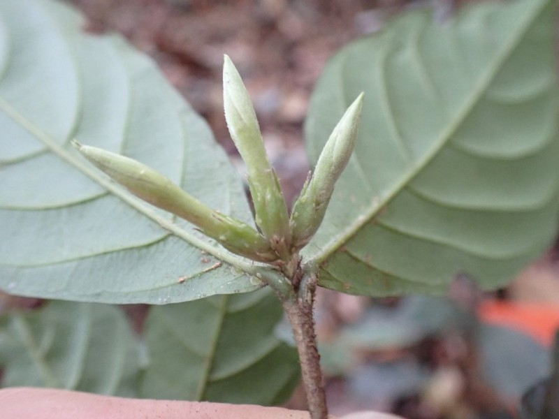 Aulacocalyx divergens photo 3
