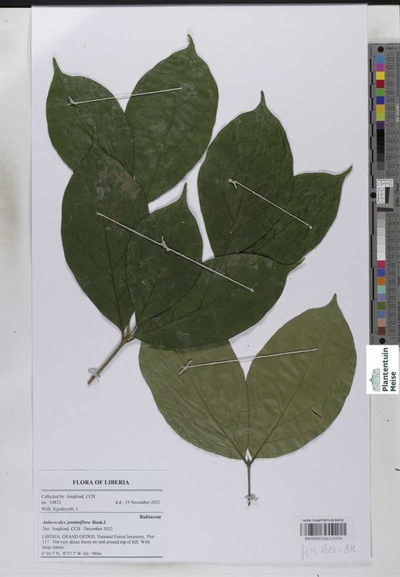 Aulacocalyx jasminiflora