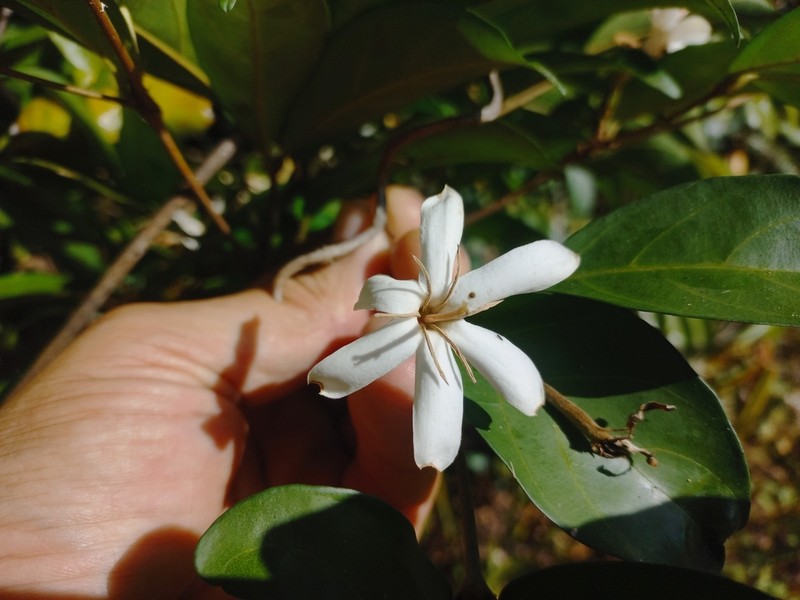 Aulacocalyx jasminiflora photo 2
