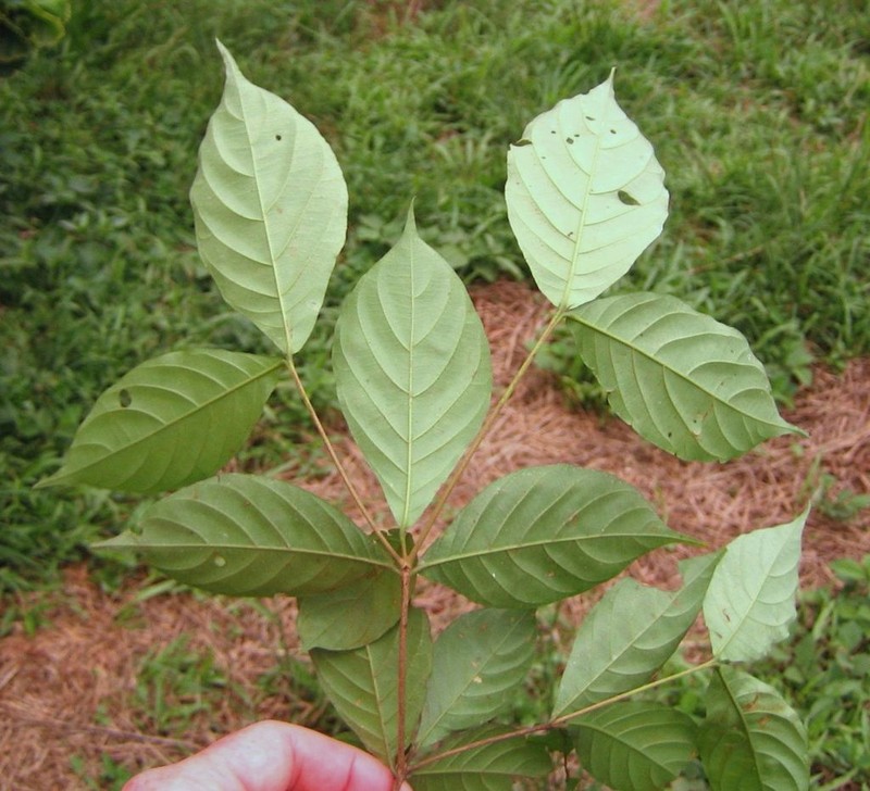 Aulacocalyx jasminiflora photo 3