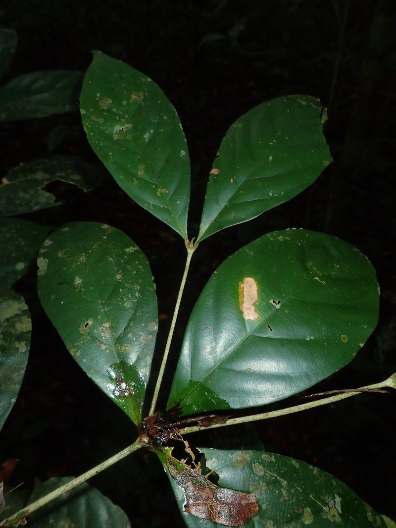 Aulacocalyx jasminiflora photo 5