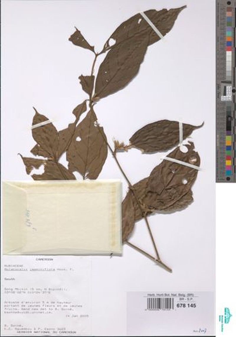 Aulacocalyx jasminiflora subsp. jasminiflora