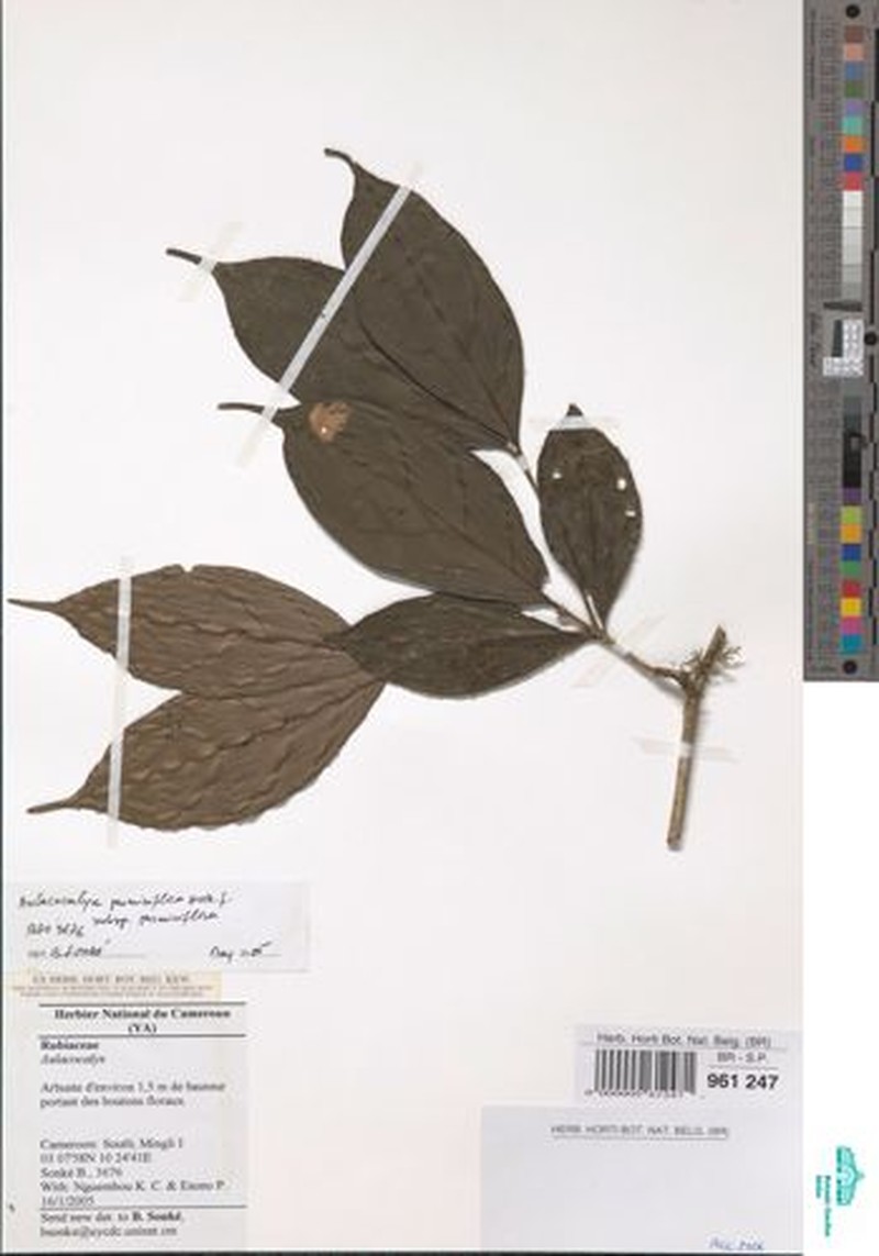 Aulacocalyx jasminiflora subsp. jasminiflora photo 2