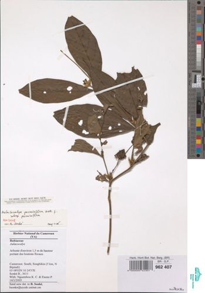 Aulacocalyx jasminiflora subsp. jasminiflora photo 3
