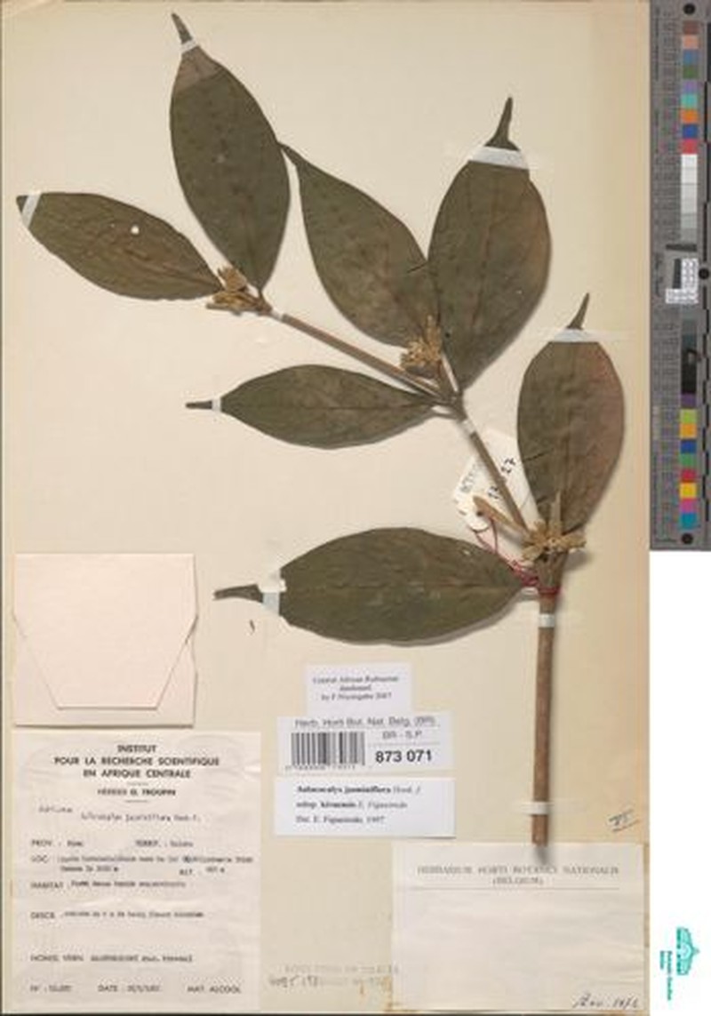 Aulacocalyx jasminiflora subsp. kivuensis