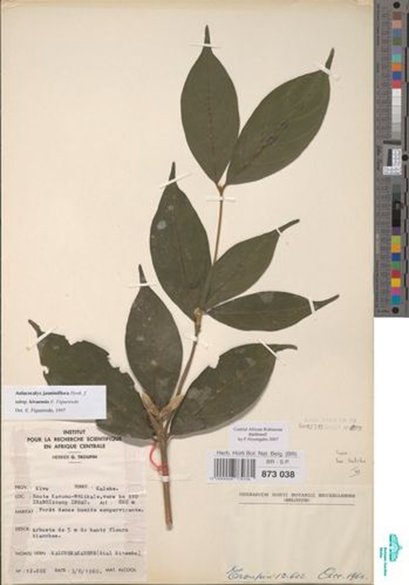 Aulacocalyx jasminiflora subsp. kivuensis photo 2