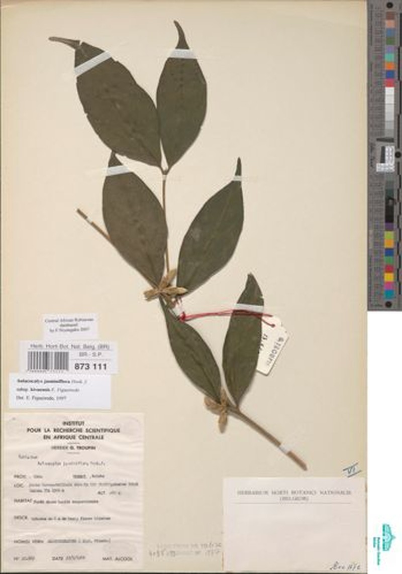 Aulacocalyx jasminiflora subsp. kivuensis photo 3