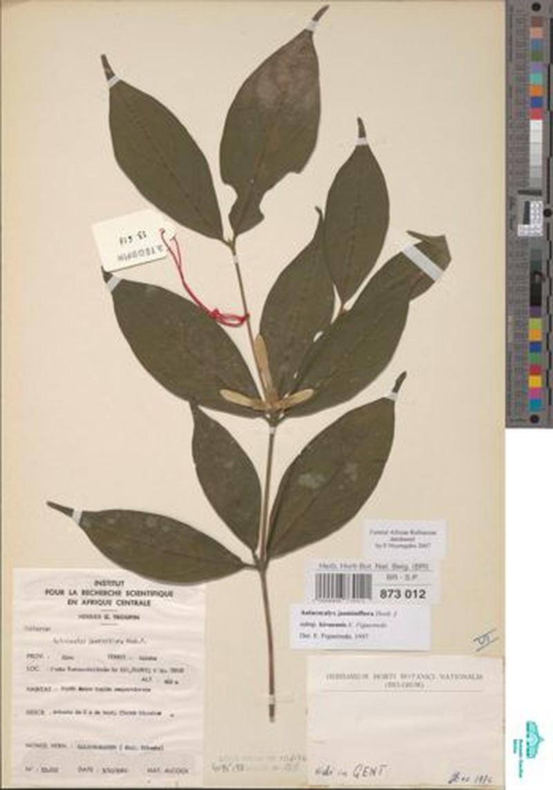 Aulacocalyx jasminiflora subsp. kivuensis photo 4