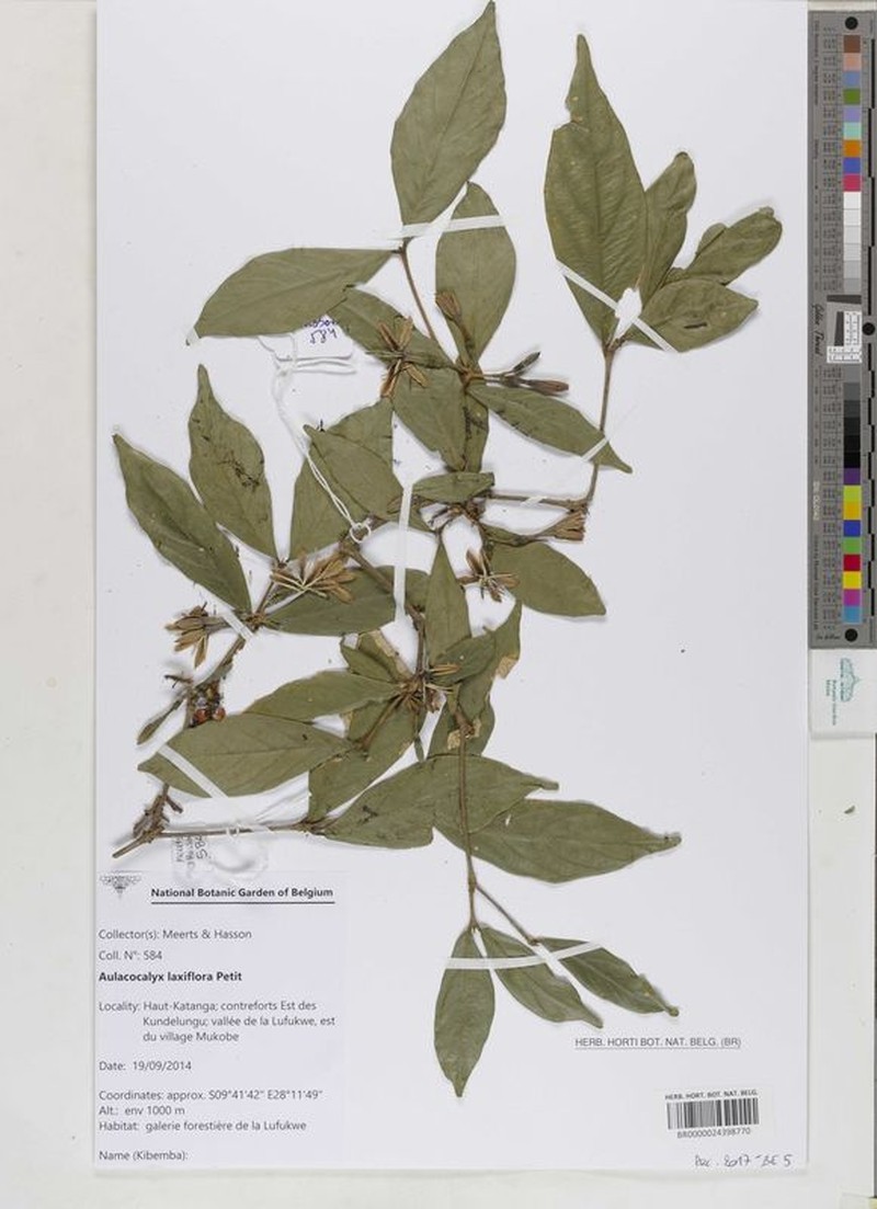 Aulacocalyx laxiflora