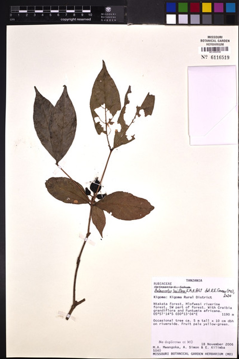Aulacocalyx laxiflora photo 2
