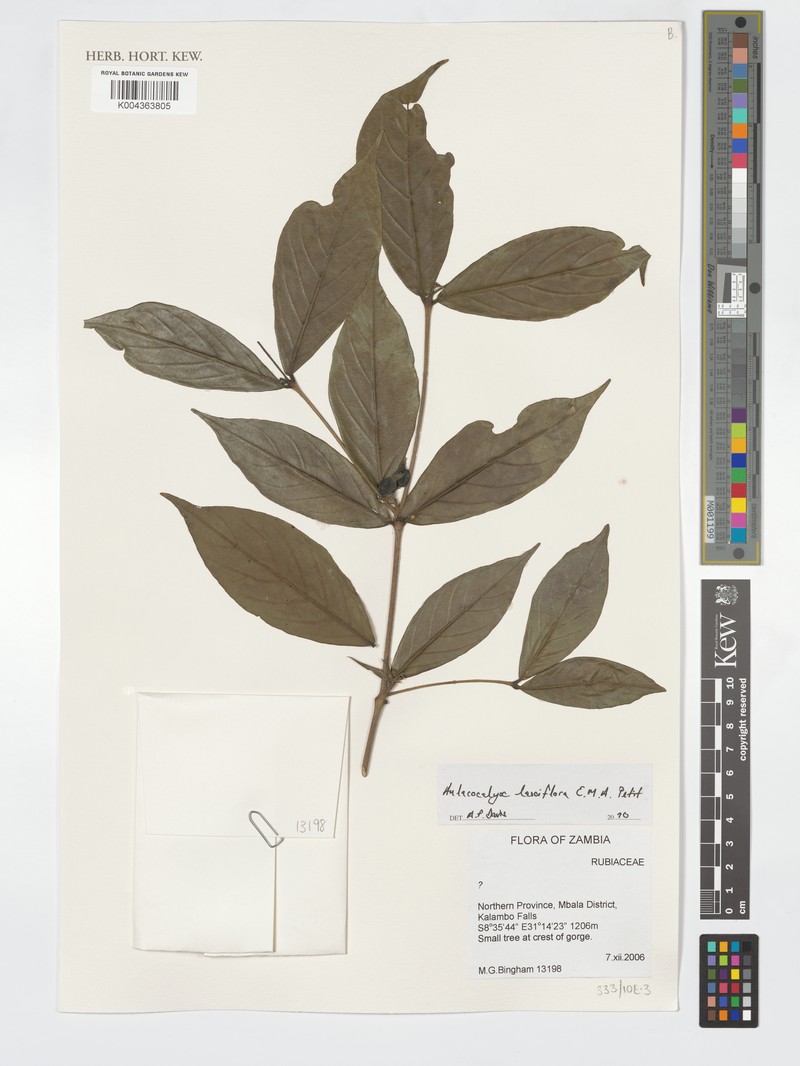 Aulacocalyx laxiflora photo 3