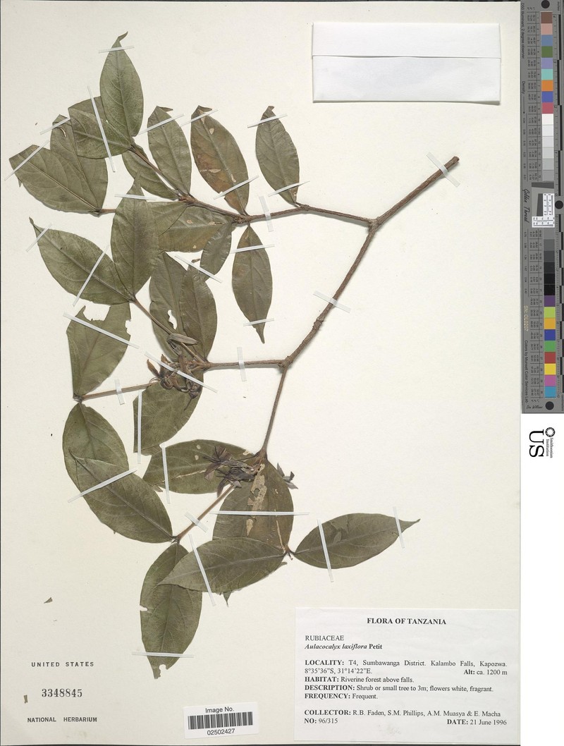 Aulacocalyx laxiflora photo 4
