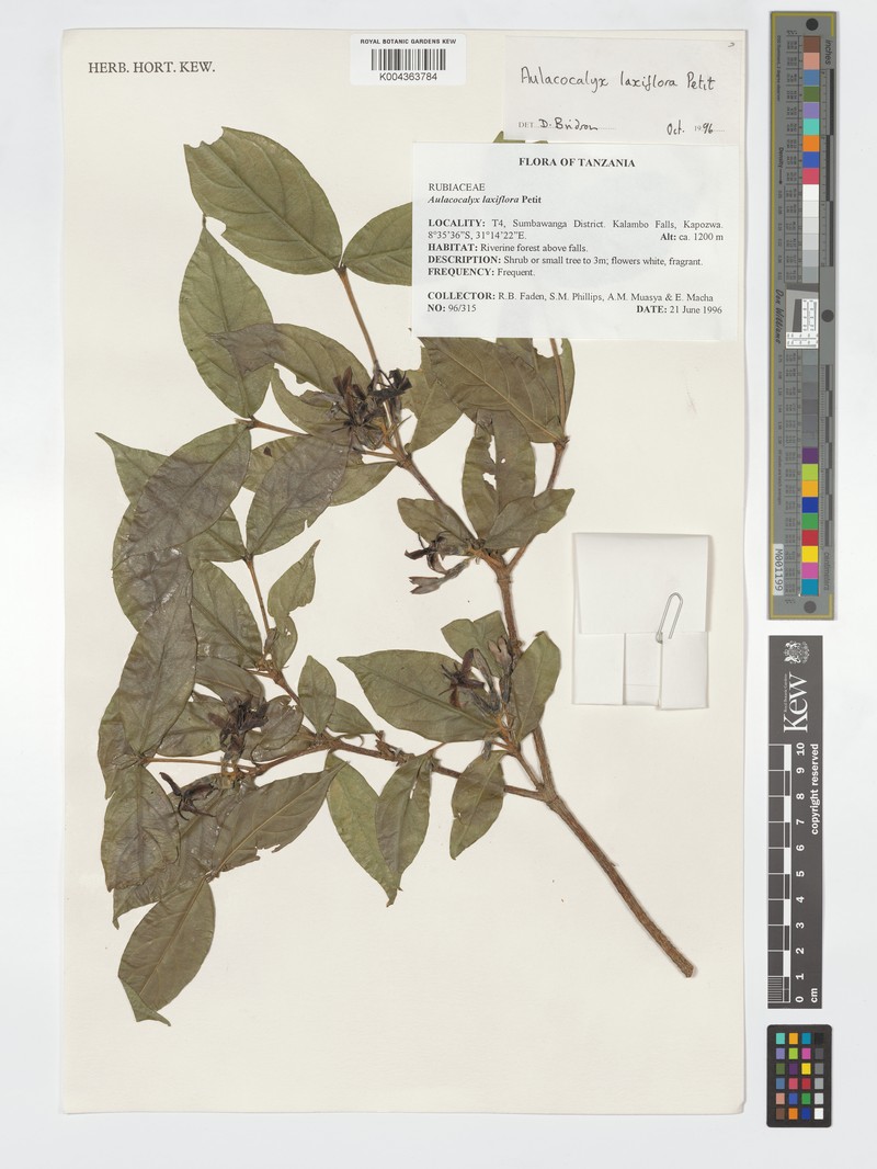 Aulacocalyx laxiflora photo 5