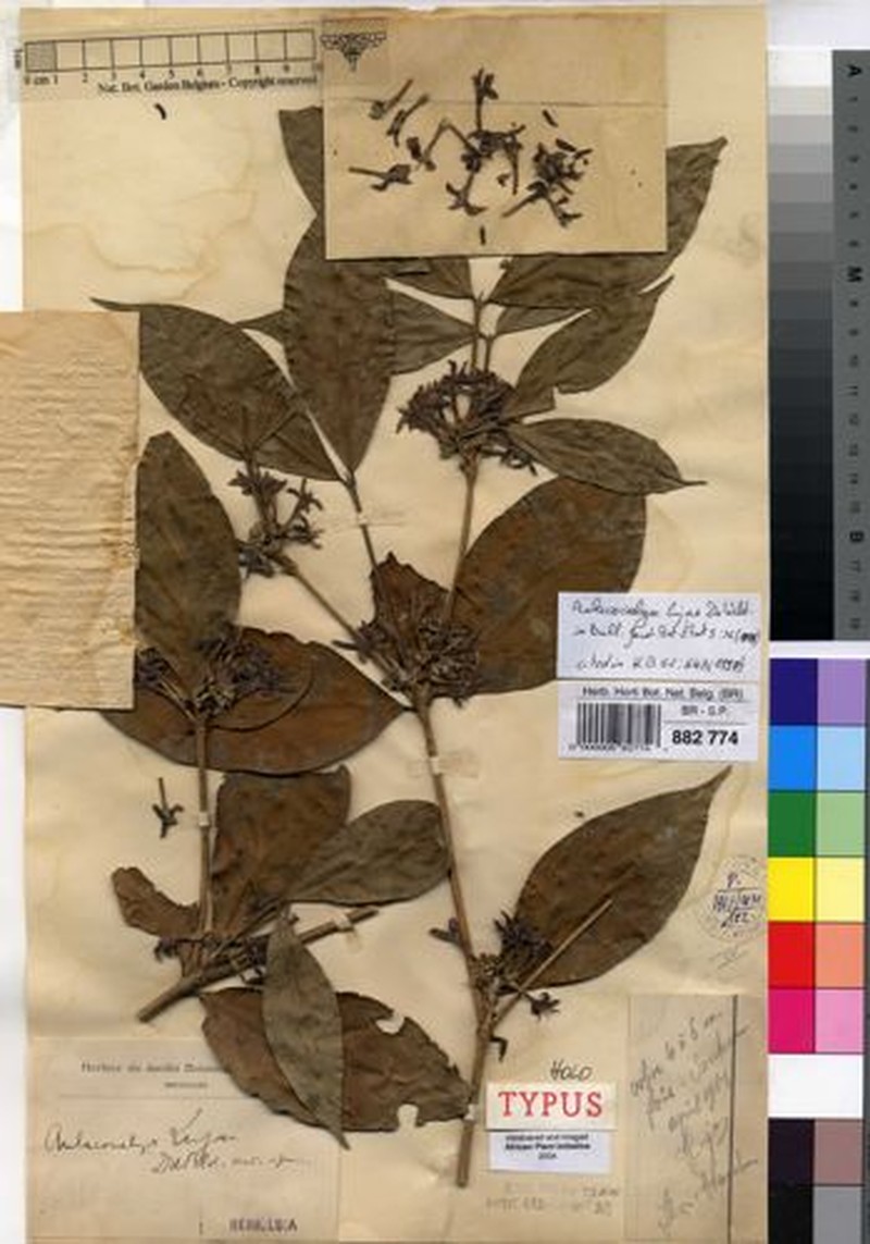 Aulacocalyx lujae