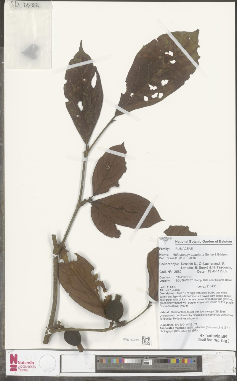 Aulacocalyx mapiana photo 4