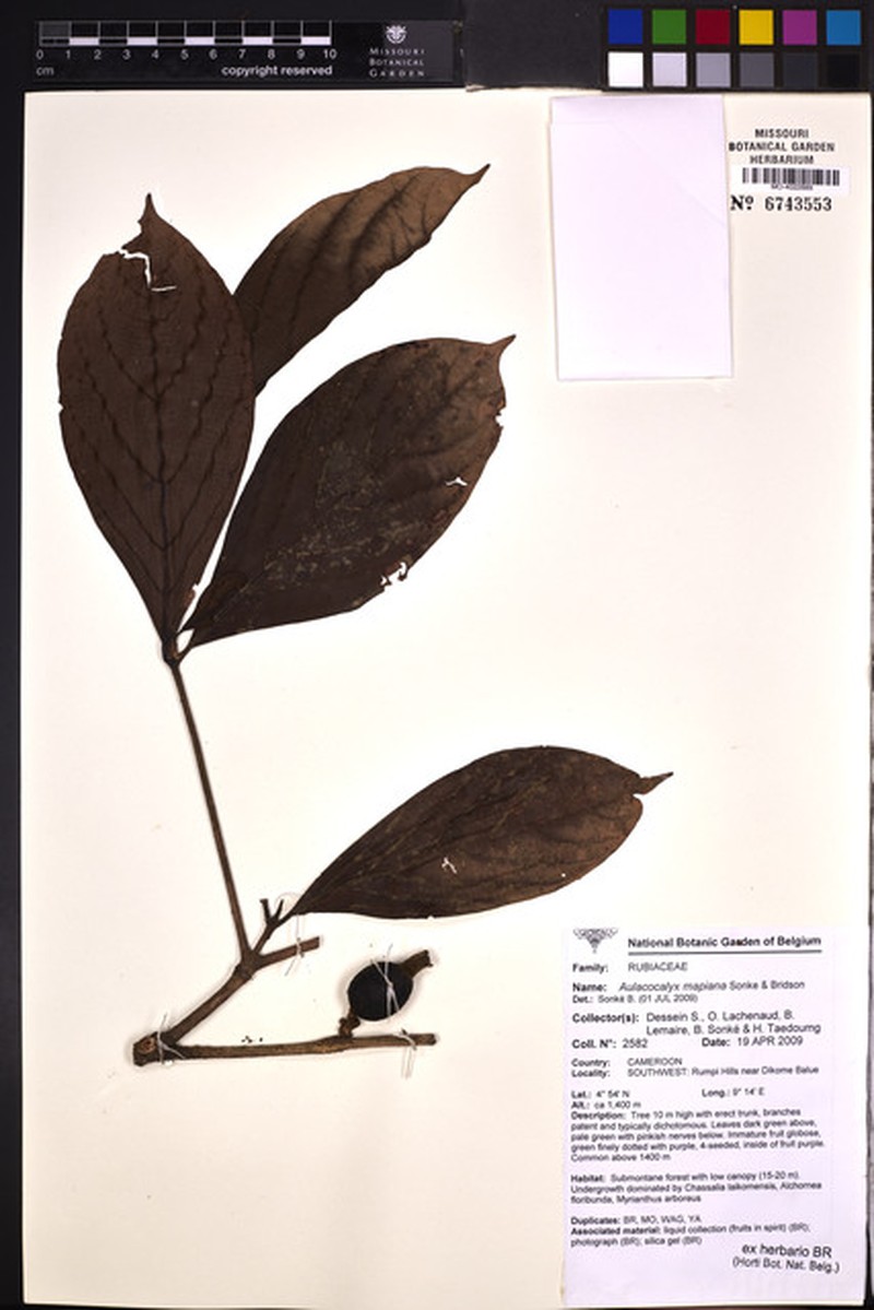 Aulacocalyx mapiana photo 5
