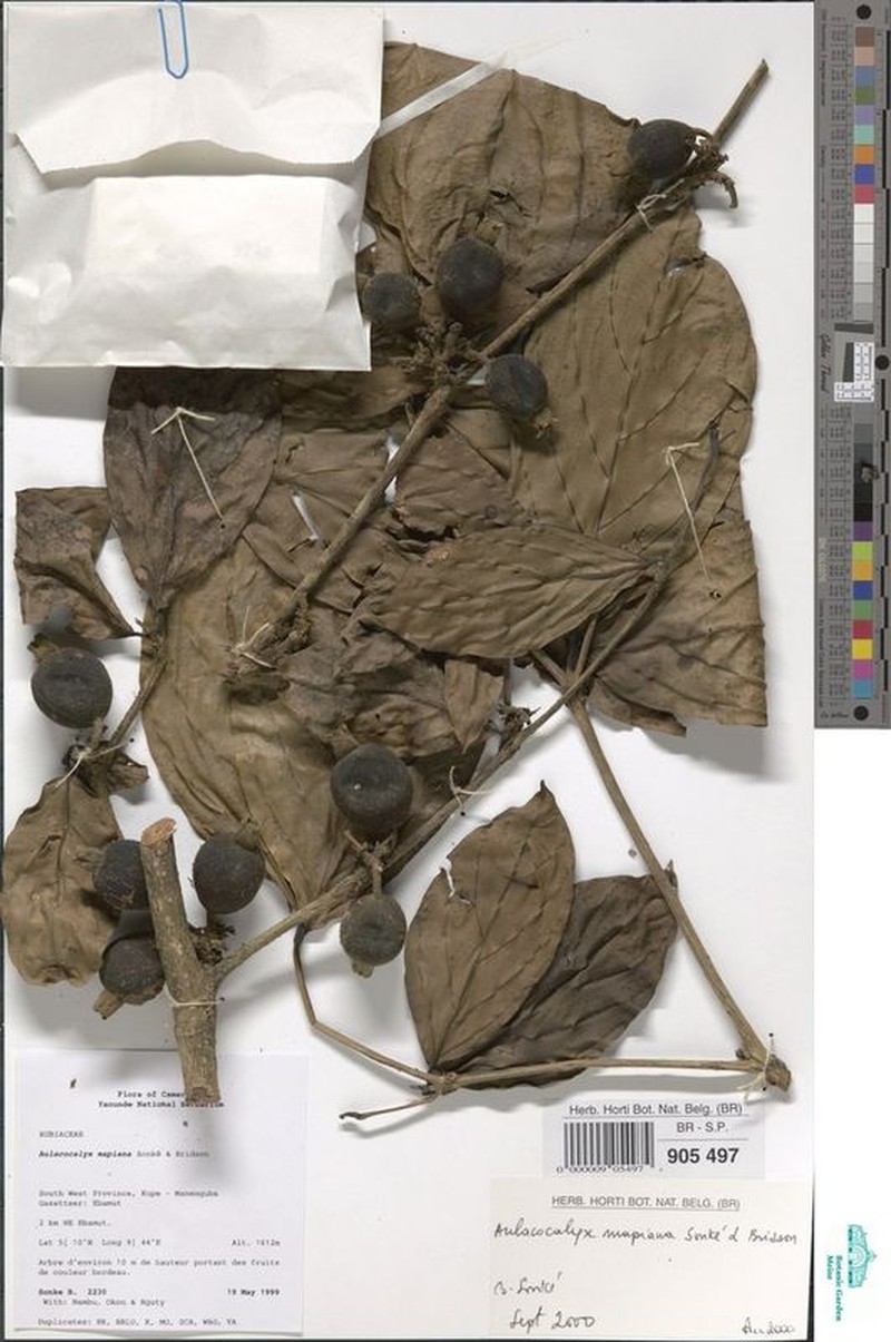 Aulacocalyx mapiana