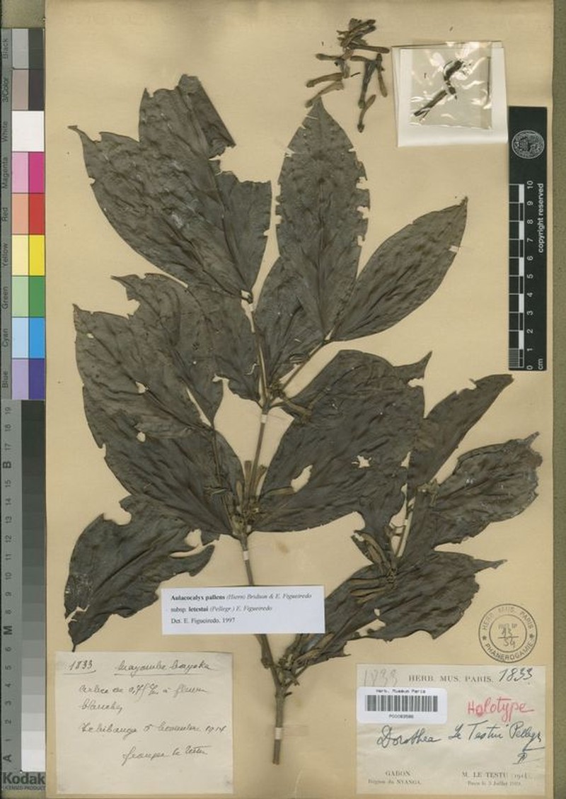 Aulacocalyx pallens