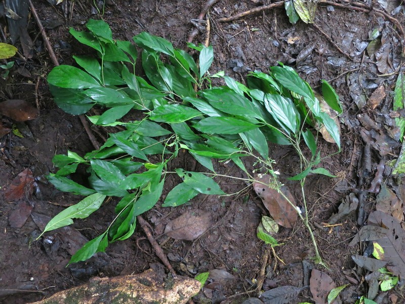 Aulacocalyx pallens photo 2