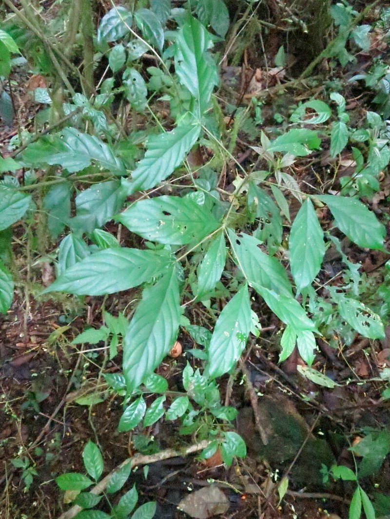 Aulacocalyx pallens photo 3
