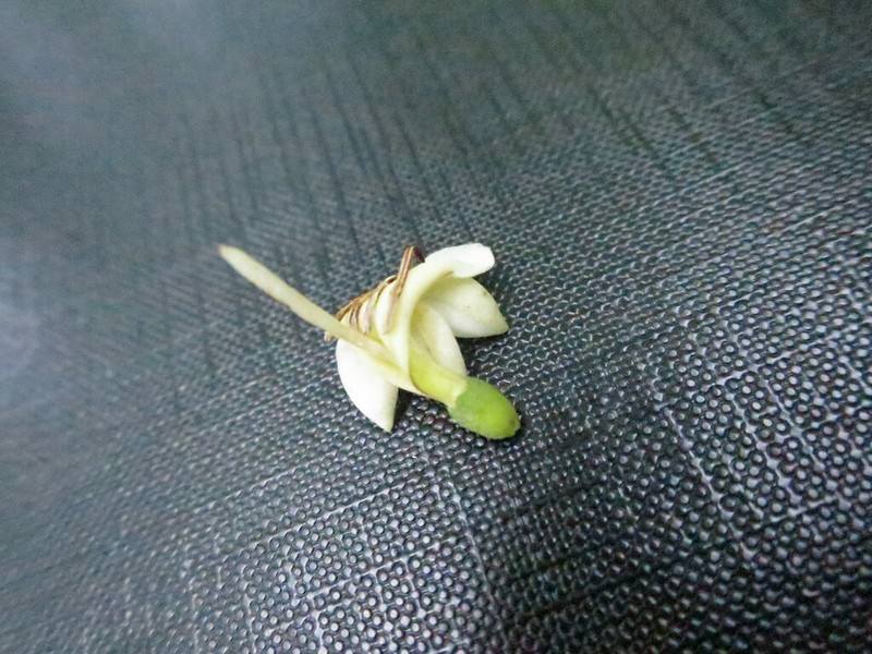 Aulacocalyx pallens photo 4