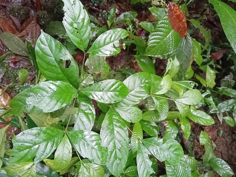 Aulacocalyx pallens photo 5