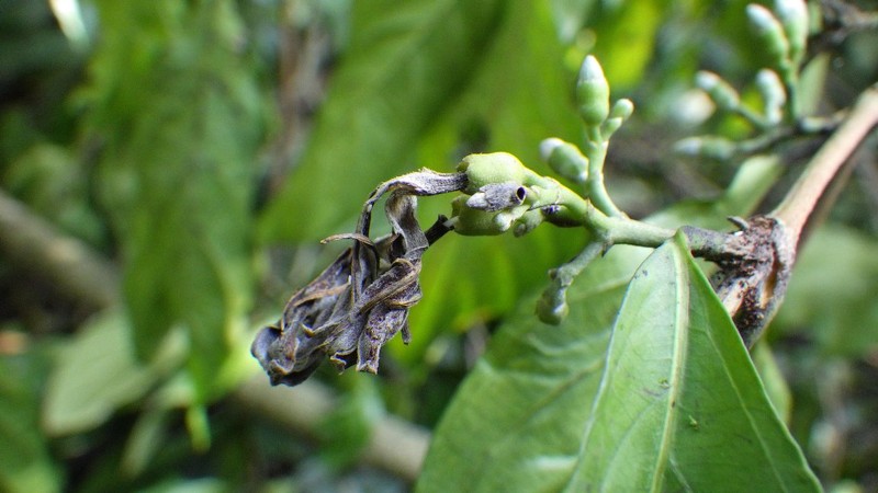 Aulacocalyx pallens photo 6