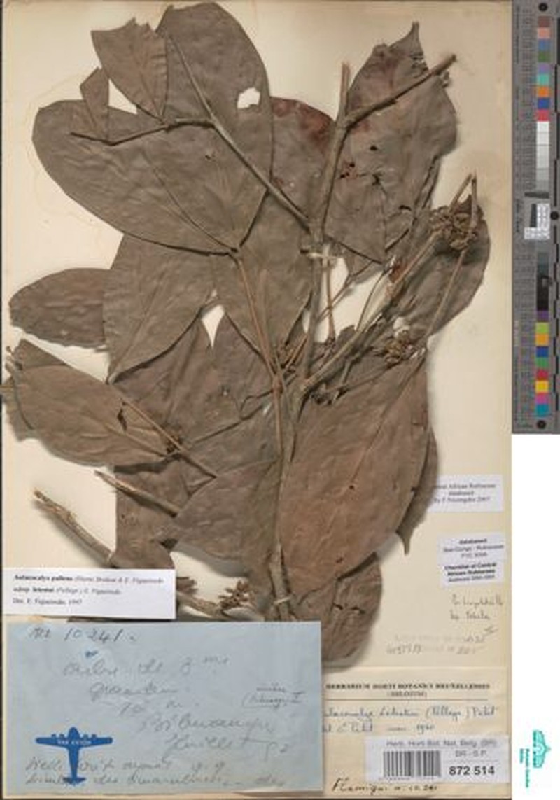 Aulacocalyx pallens subsp. letestui