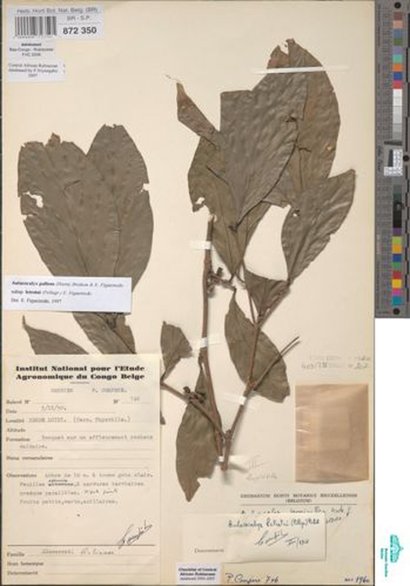 Aulacocalyx pallens subsp. letestui photo 2