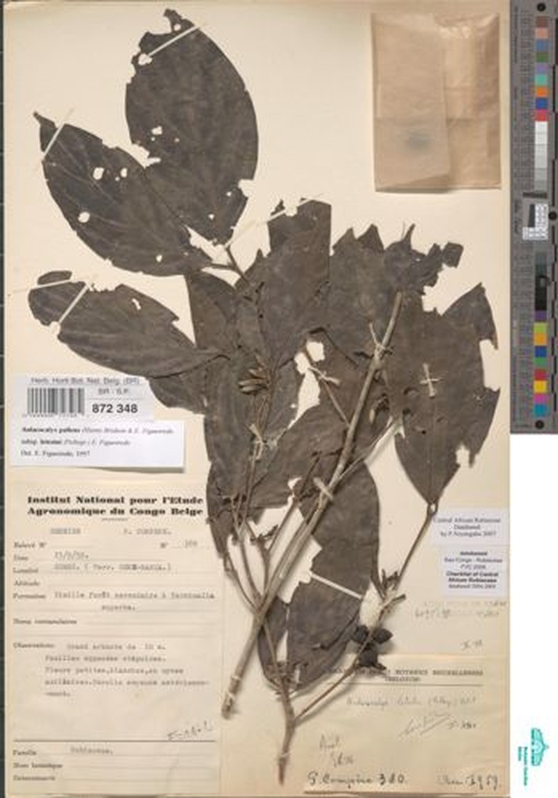 Aulacocalyx pallens subsp. letestui photo 3